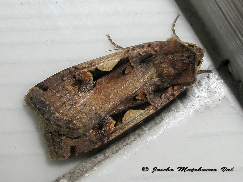 Xestia c-nigrum - Noctuidae